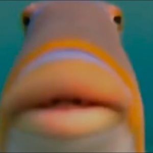 Meet your Posher, Sofia